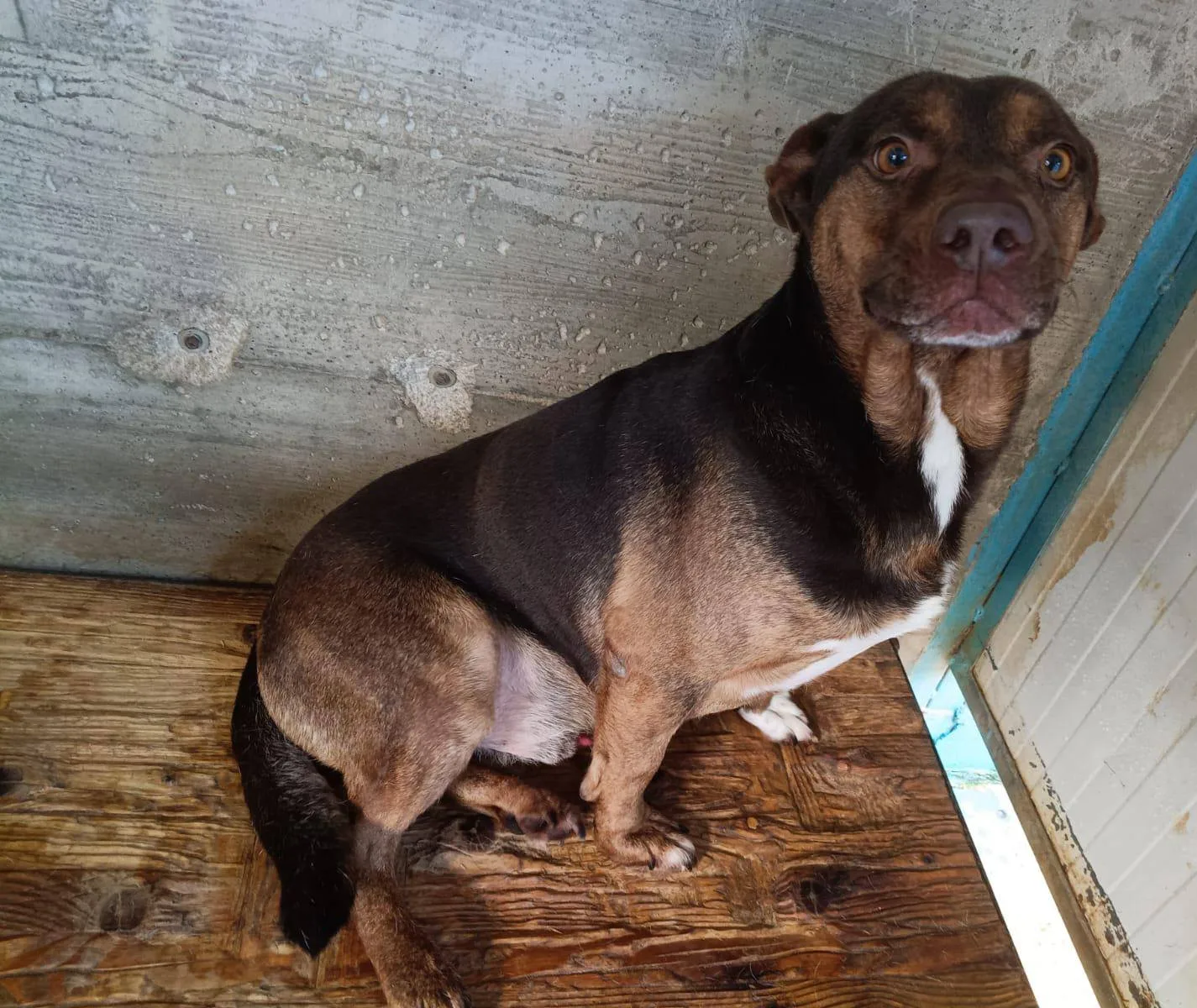 Odino, cane meticcio in adozione a Latina - foto 4