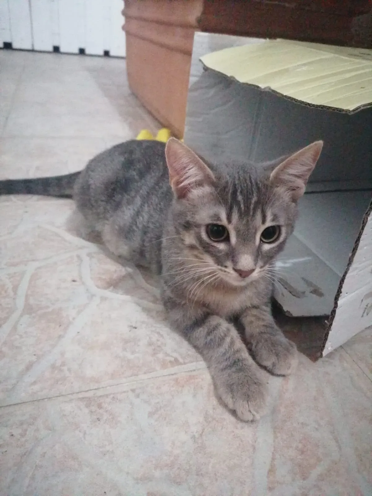 Nebbia e Romeo, gatto in adozione a Caserta - foto 2