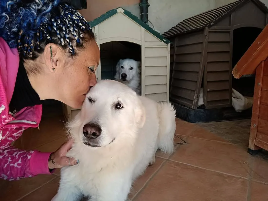 Nicolò, cane meticcio in adozione a Latina - foto 2