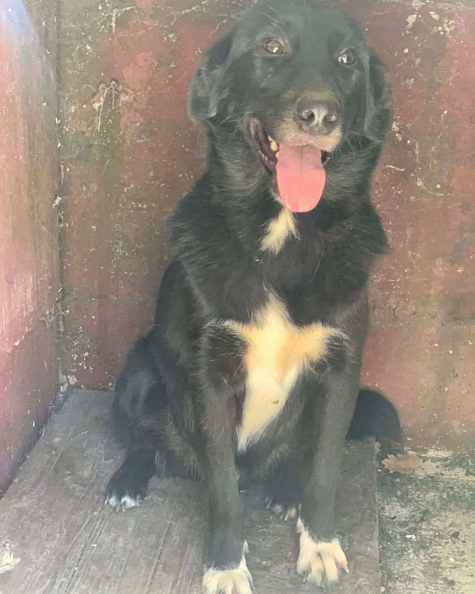 Golden, cane meticcio in adozione a Frosinone - foto 2