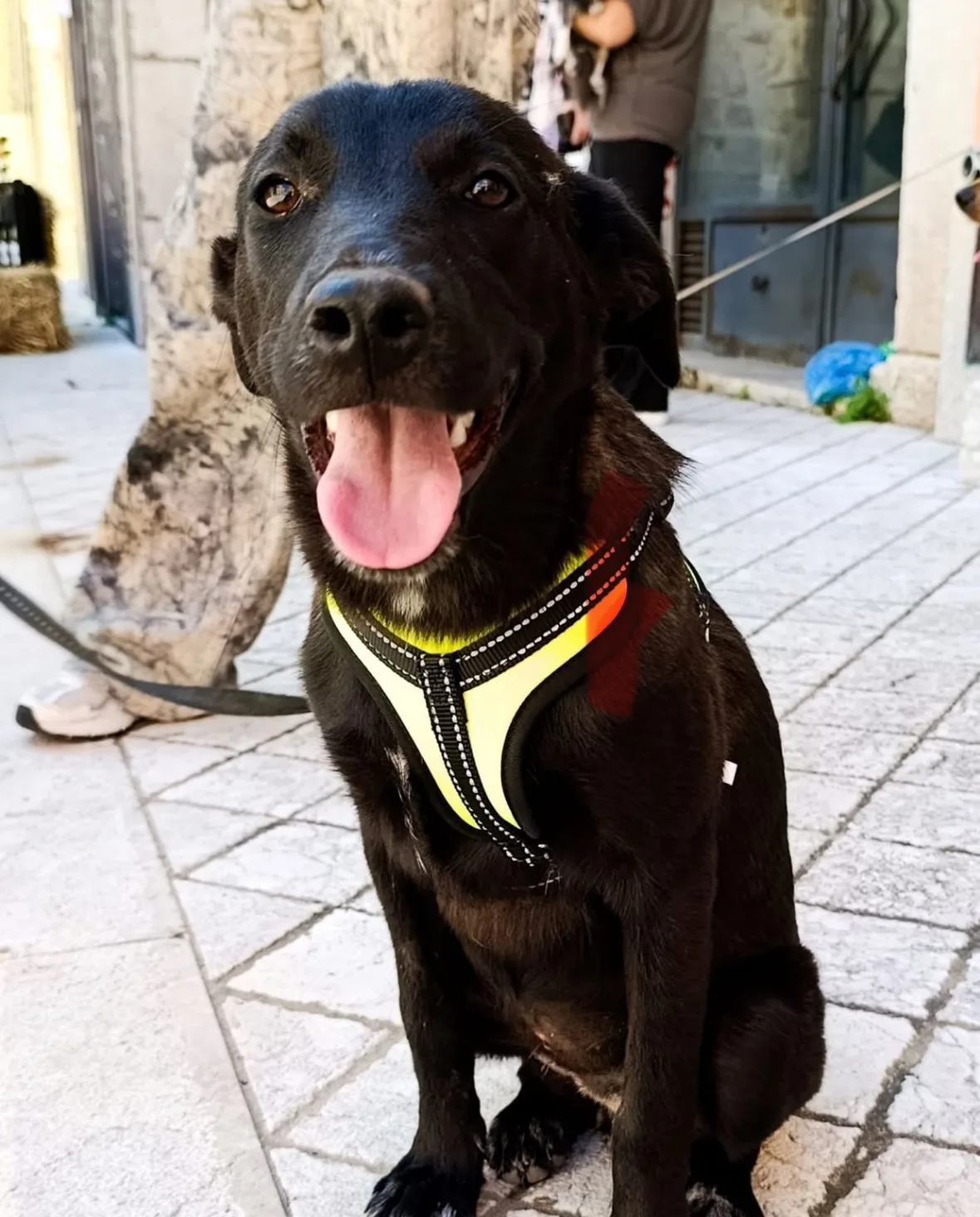 Bruna, cane Meticcio in adozione a Benevento