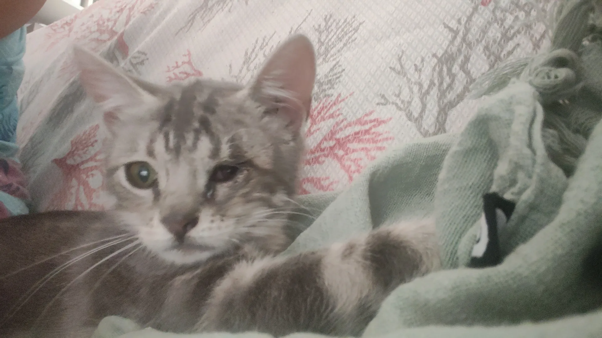 Dario, gatto Europeo in adozione a Napoli - foto 5
