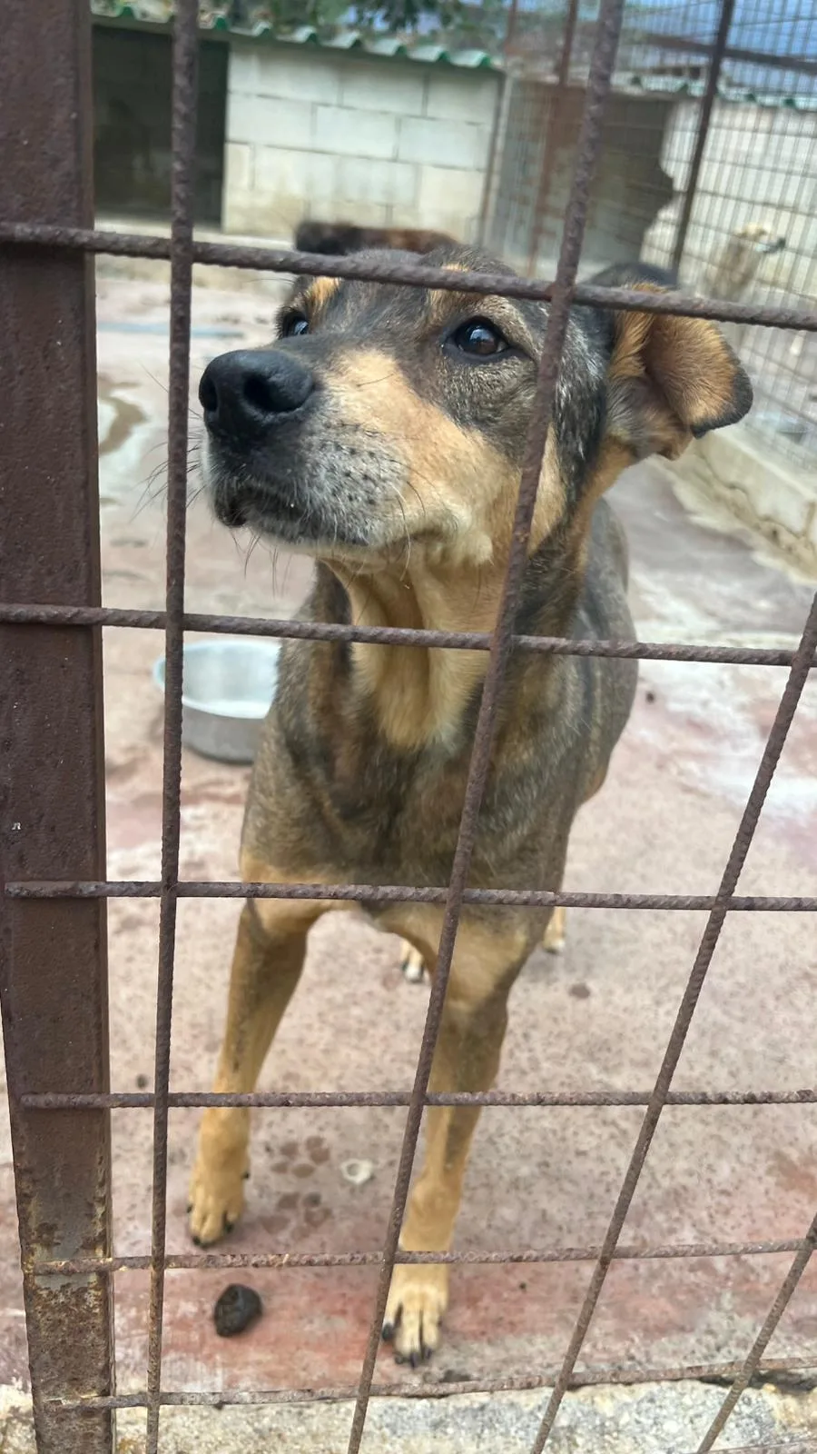 Mascherina, cane Meticcio in adozione a Siracusa - foto 5