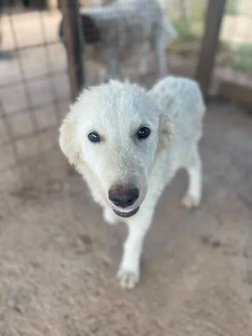 Pandino, cane meticcio in adozione a Latina - foto 5