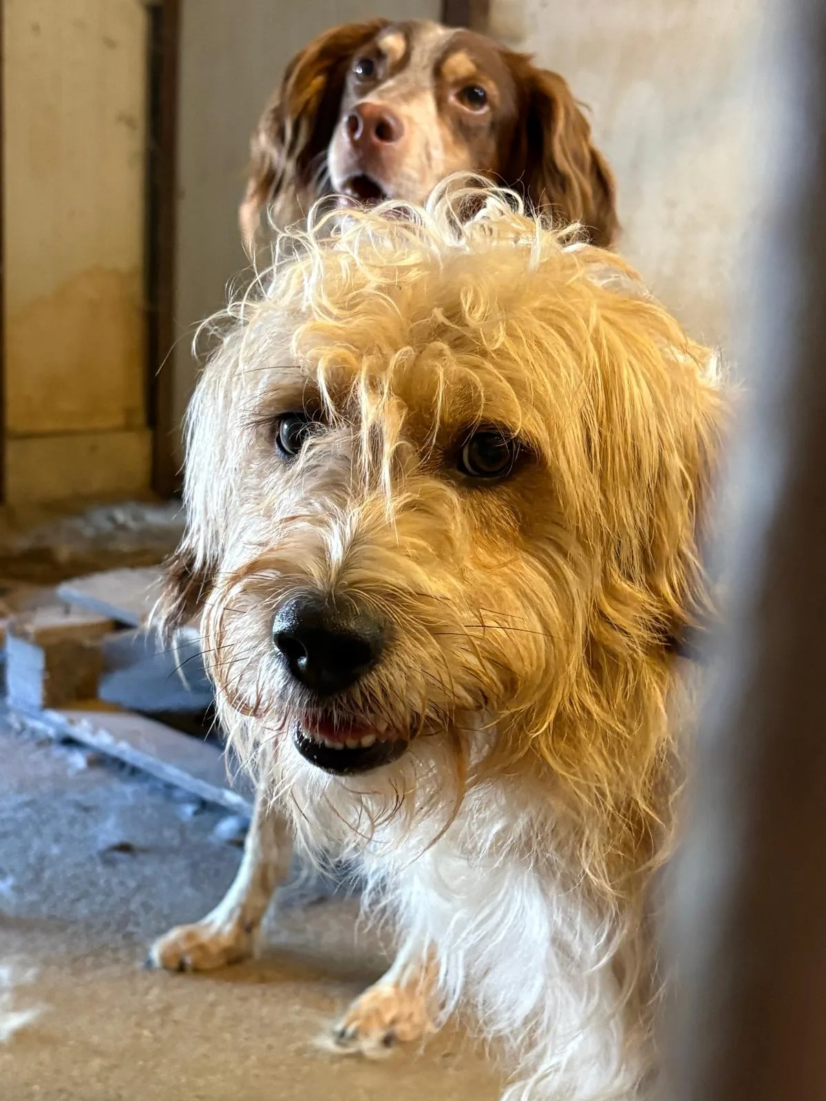 Balto e Artù, cane Mix spinone e mix Breton in adozione a Treviso - foto 1