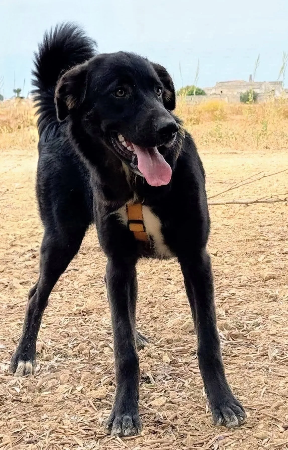 KATE, cane Meticcio in adozione a Taranto