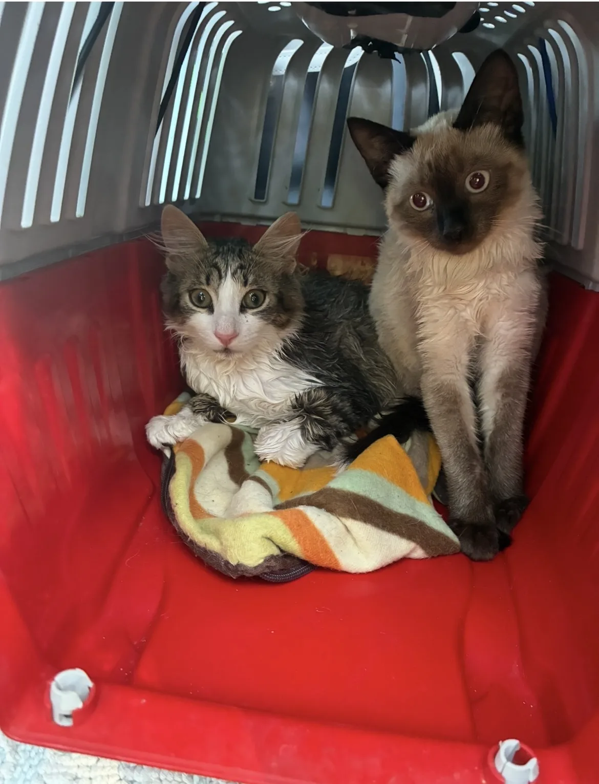Foto 2 di Luna Sole e Cleopatra, gatto Siamese , Europeo in adozione