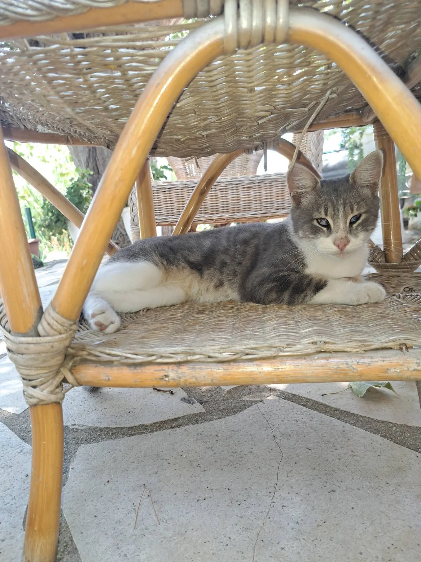 Luna, gatto Europeo in adozione a Catanzaro - foto 1
