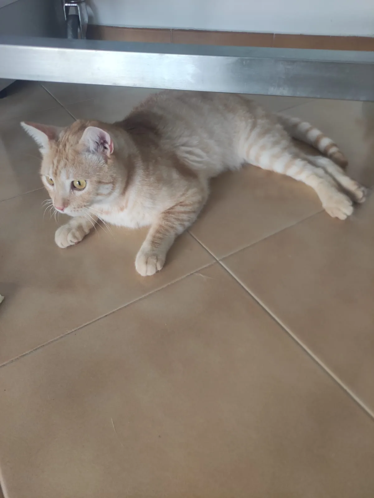 Orange, gatto Metticio in adozione a Bari - foto 5