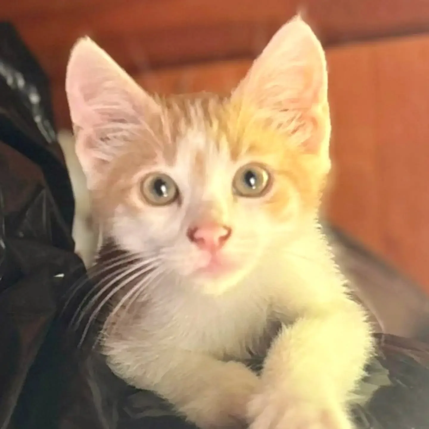Giacomino, gatto in adozione a Latina - foto 3