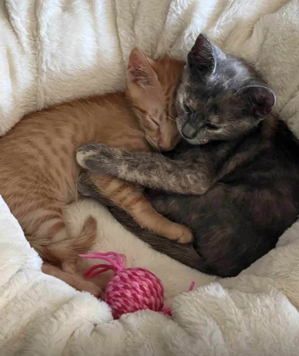 Simba e Nala, cane Europeo in adozione a Vibo Valentia - foto 1