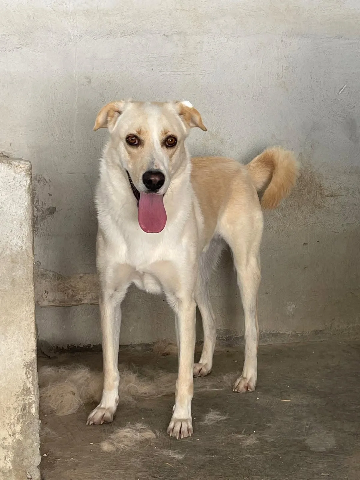 Dodo, cane meticcio in adozione a Bari
