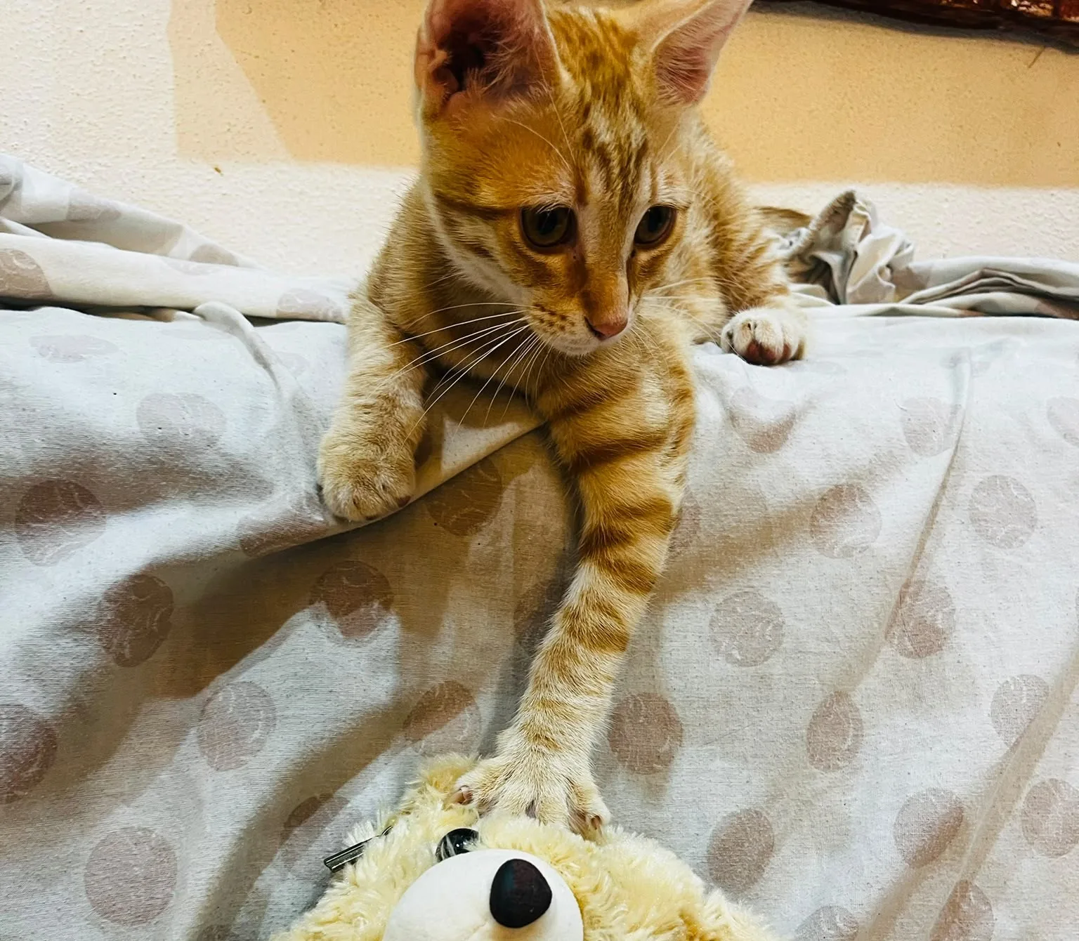 Simba, gatto Europeo in adozione a Crotone - foto 3