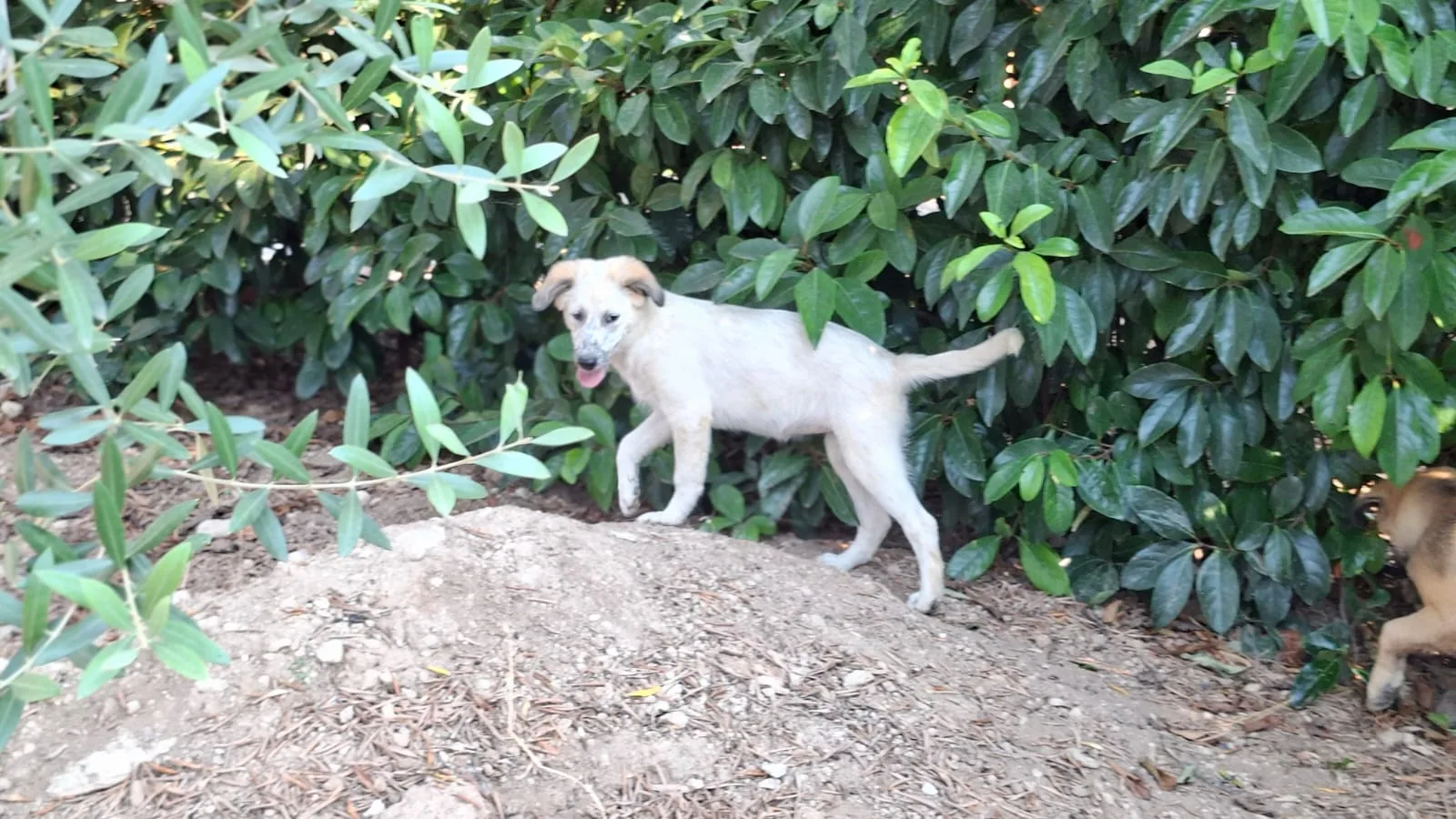 Katia, cane Meticcio in adozione a Bari - foto 2