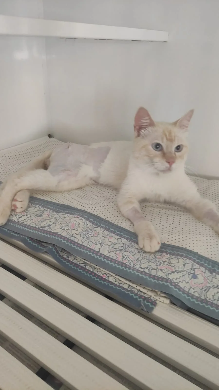 ETTORE, gatto EUROPEO in adozione a Bari - foto 3