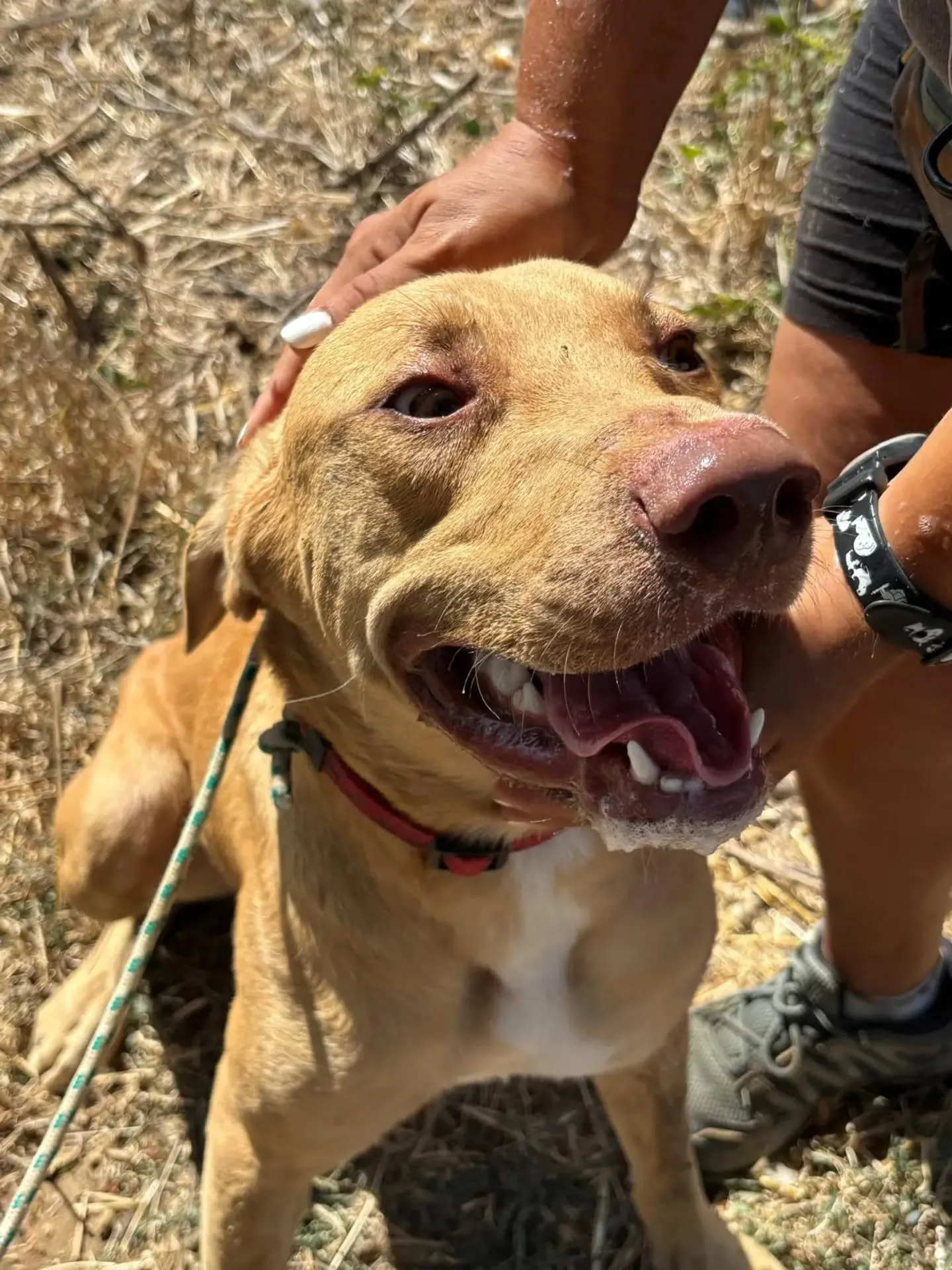 Severino, cane meticcio in adozione a Latina - foto 2