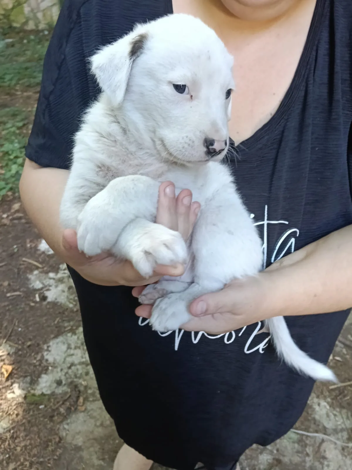 Manny, cane meticcio in adozione a Avellino - foto 5