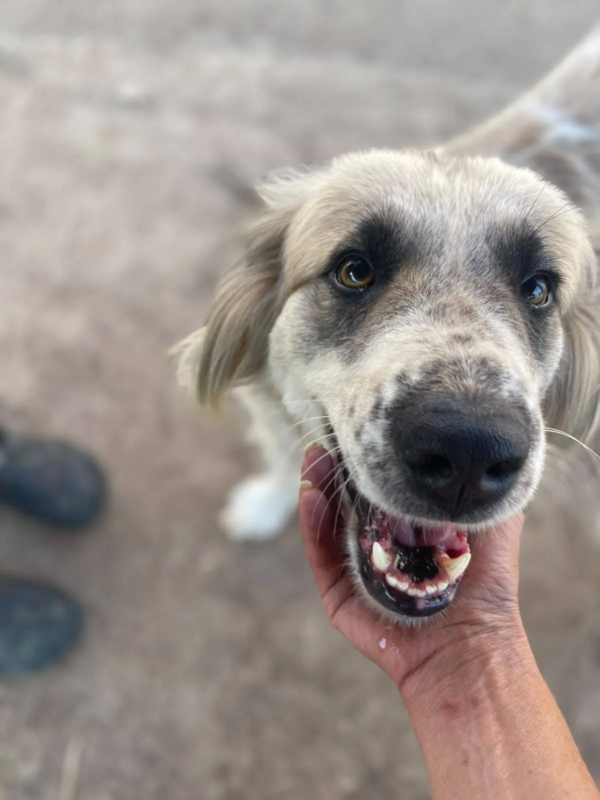 Lalla, cane meticcio in adozione a Latina - foto 1