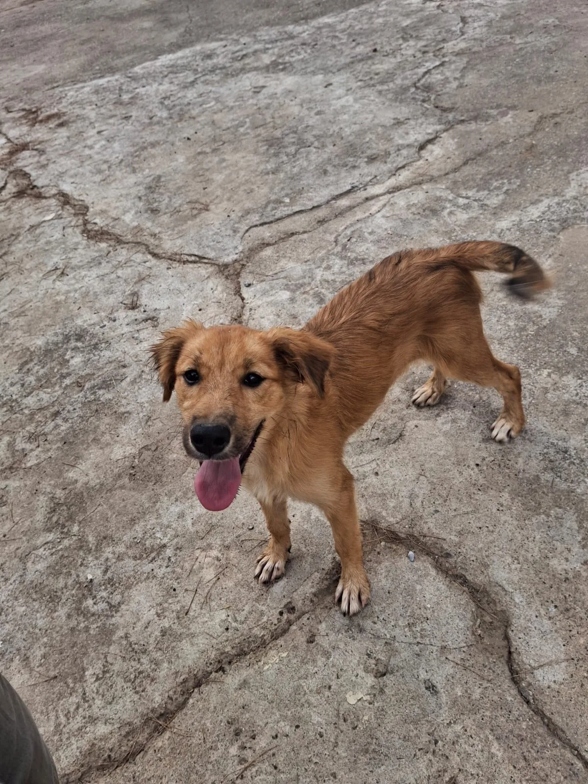 Limone, cane Meticcio in adozione a Crotone - foto 4
