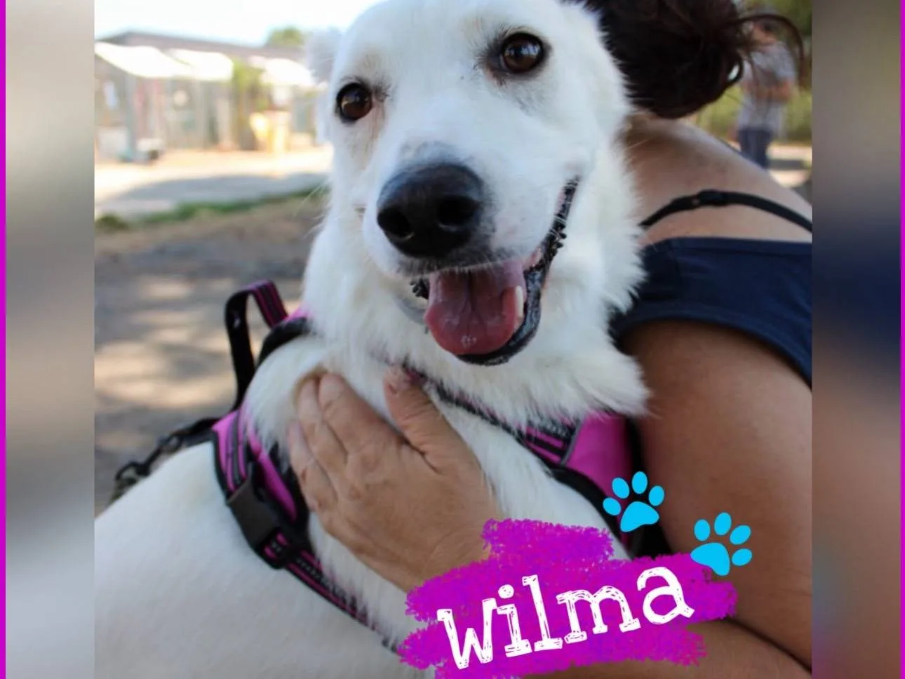 Wilma, cane Meticcio in adozione a Crotone