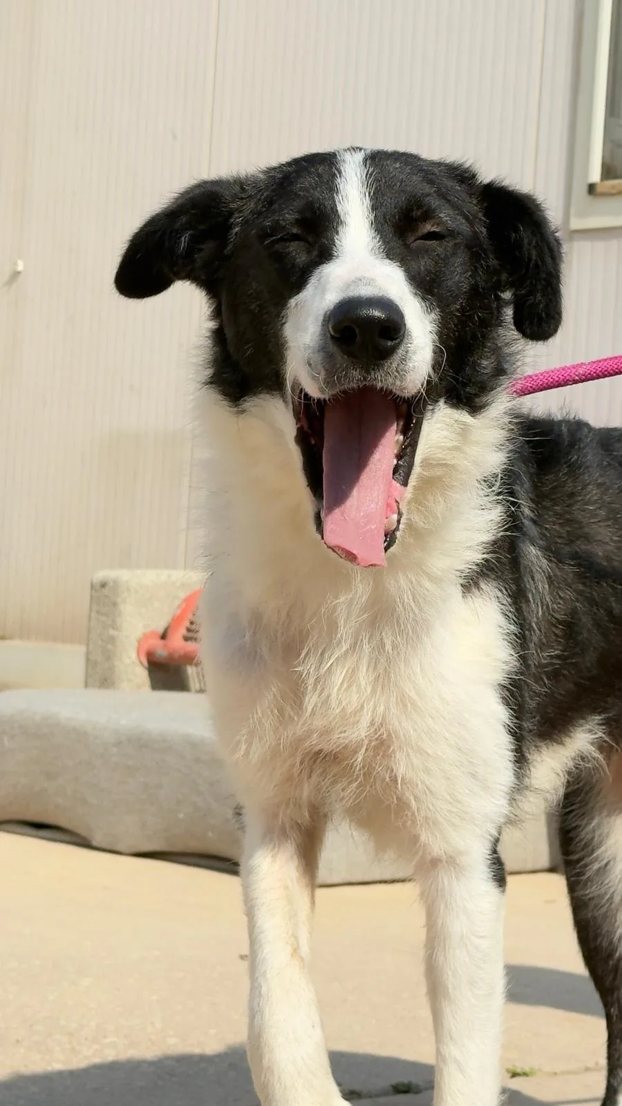 Zampetta, cane in adozione a Trapani - foto 4