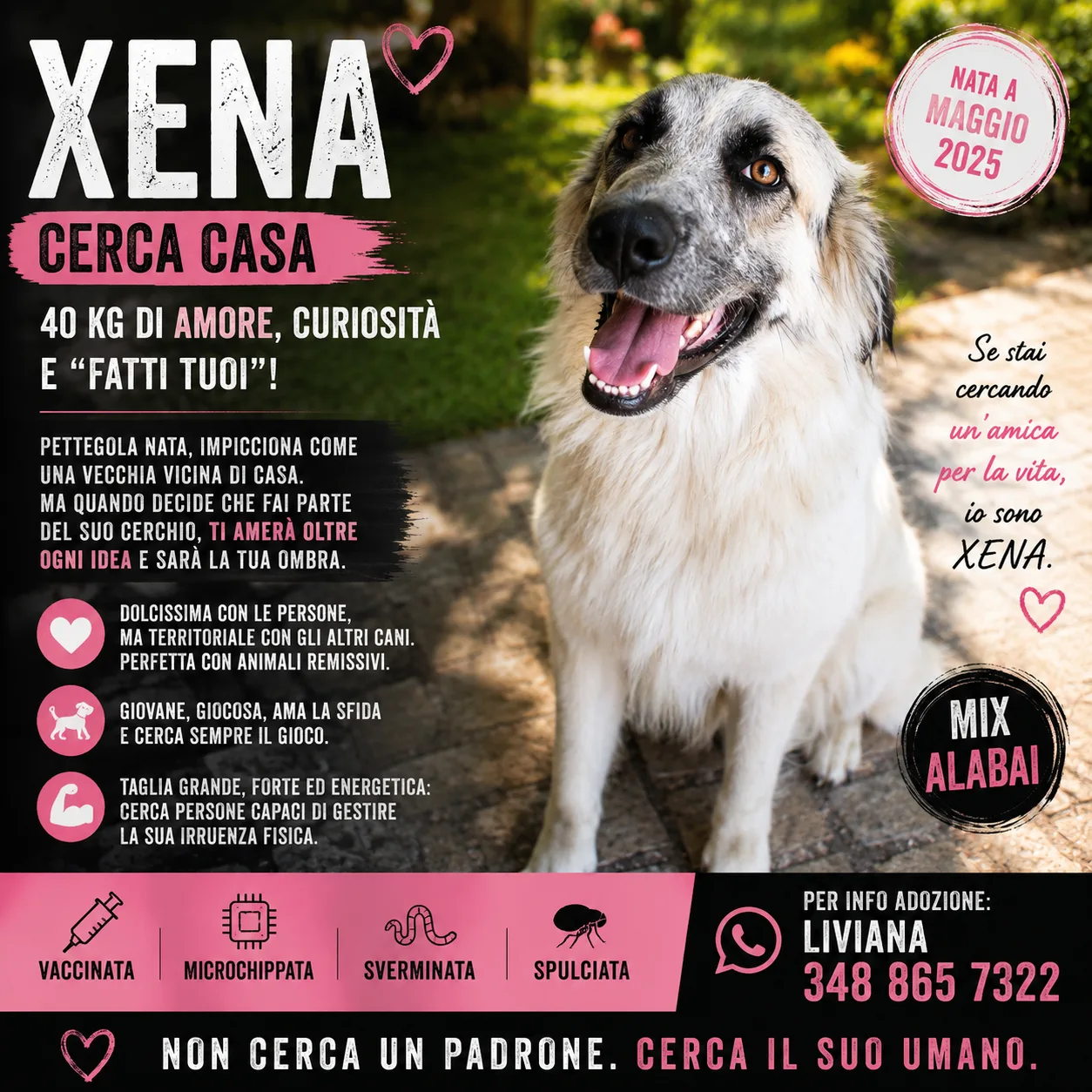 Xena, cane meticcio in adozione a Avellino - foto 1
