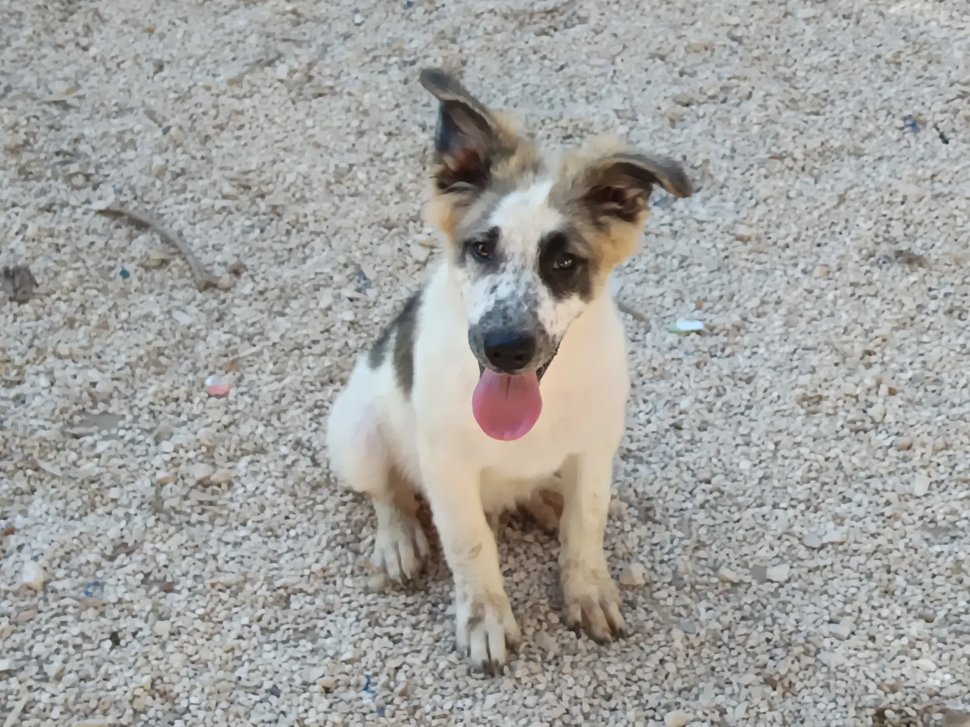 Lillo, cane Meticcio in adozione a Bari - foto 1
