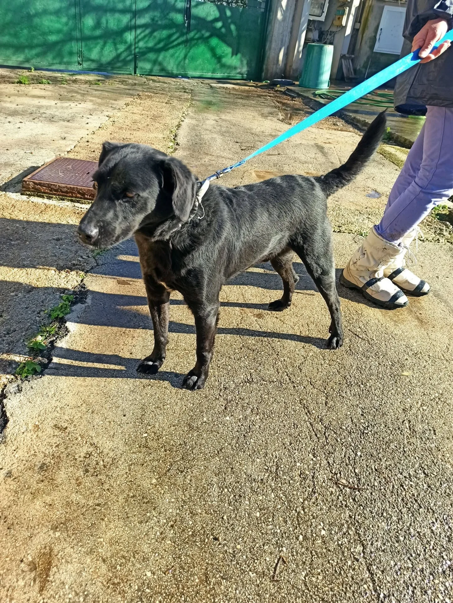 Leone, cane Mix labrador - volpino in adozione a Bari - foto 2
