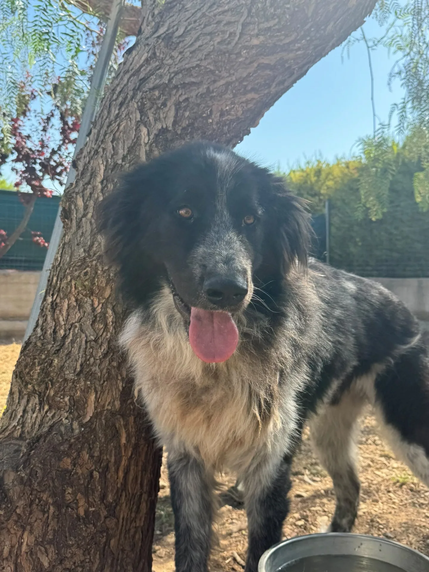 Orso, cane Meticcio in adozione a Milano - foto 2