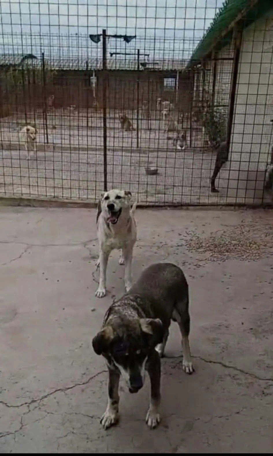 Lupetta e Zoe, cane in adozione a Siracusa - foto 1