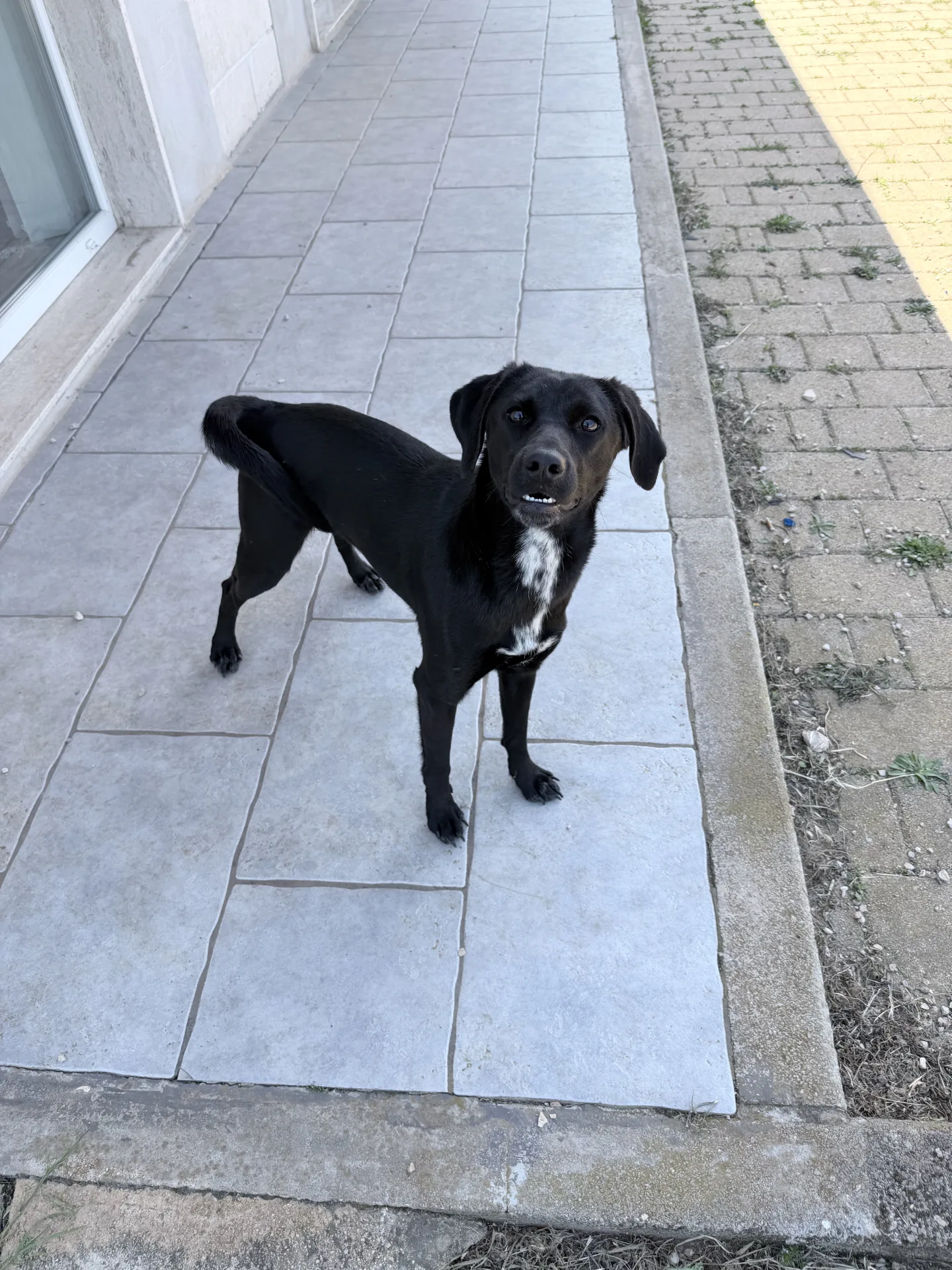 Tess, cane Meticcio in adozione a Bari - foto 3