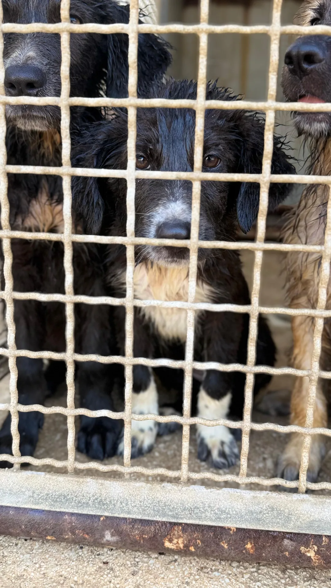 Luna, cane Meticcio in adozione a Trapani - foto 4