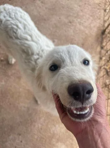 Pandino, cane meticcio in adozione a Latina - foto 4