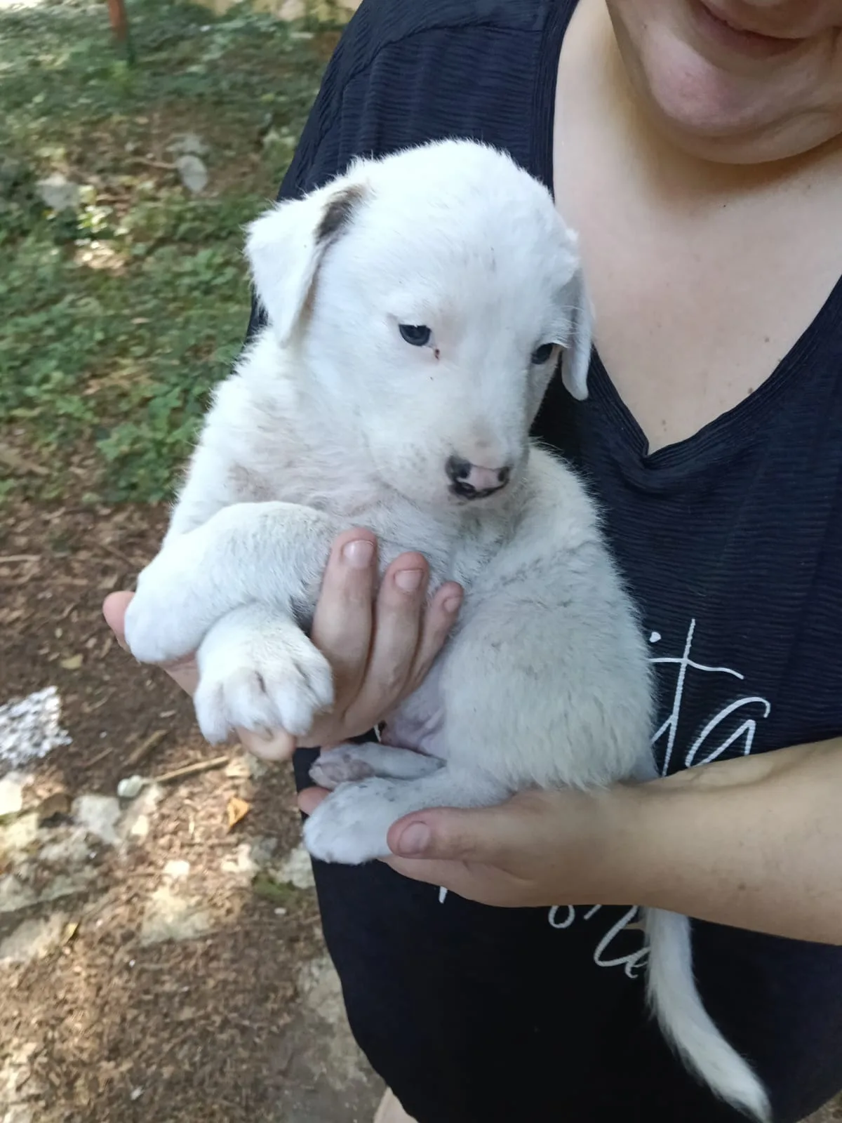 Manny, cane meticcio in adozione a Avellino - foto 3