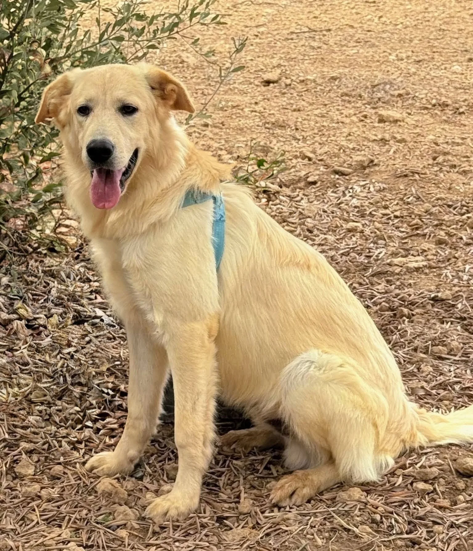 KUMA, cane Meticcio in adozione a Taranto - foto 2