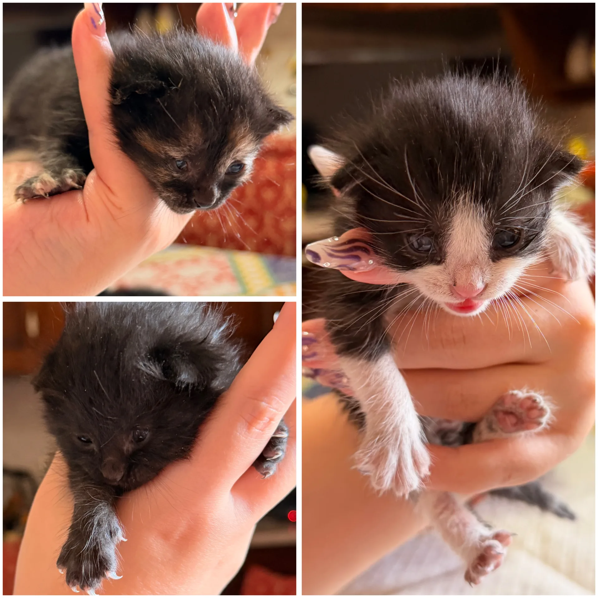 Foto 1 di Briciola, Stella, Nerone, gatto  in adozione