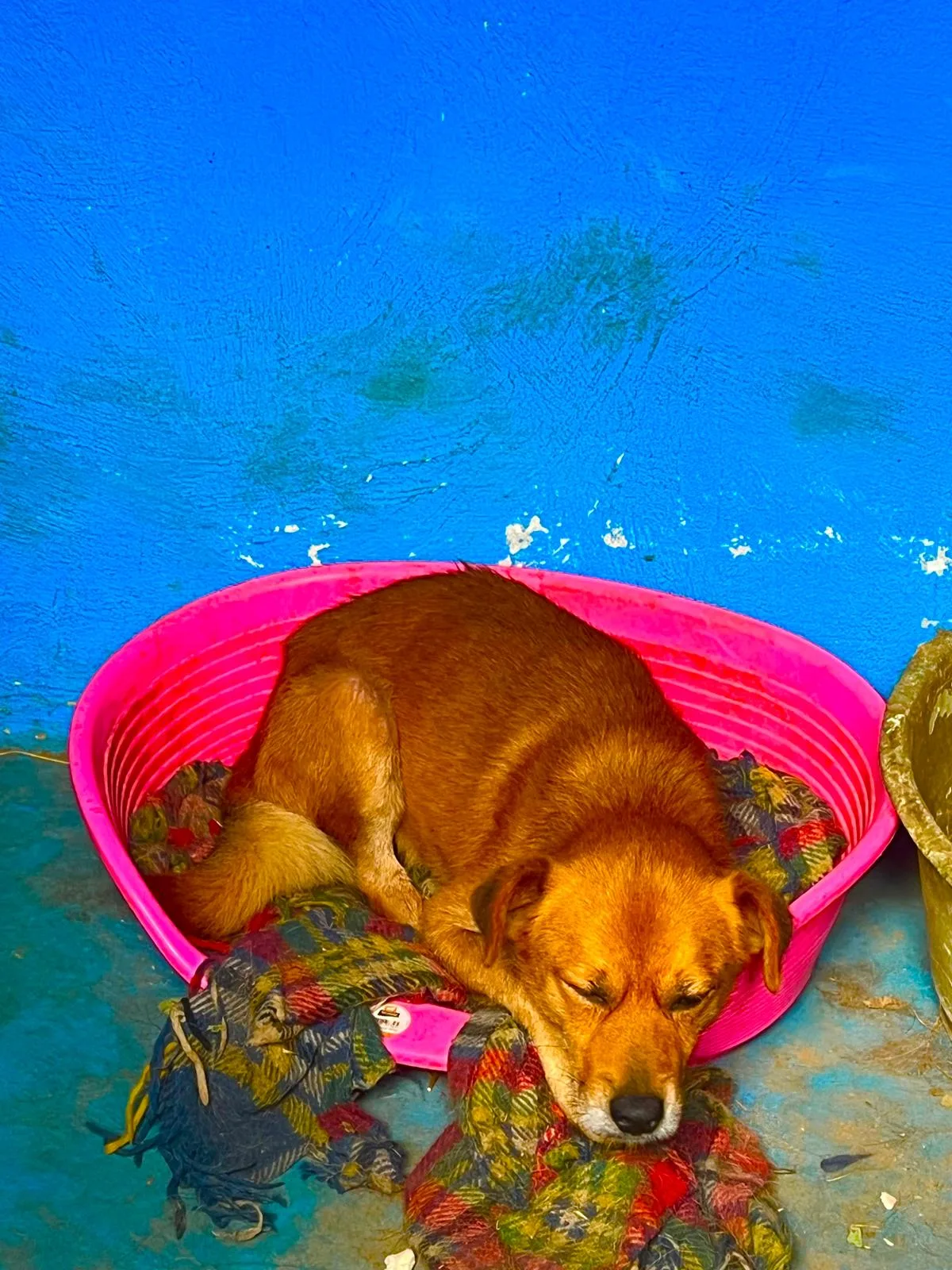 Leo, cane Meticcio in adozione a Roma - foto 5
