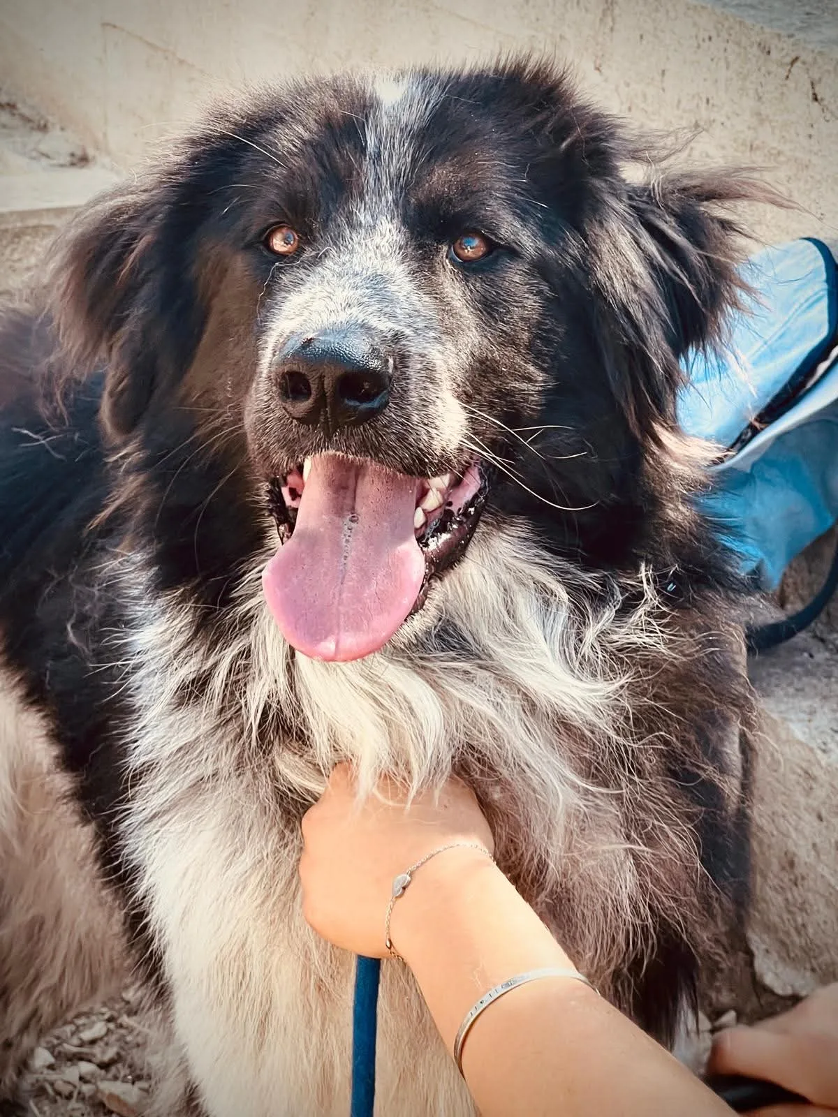 Orso, cane Meticcio in adozione a Milano