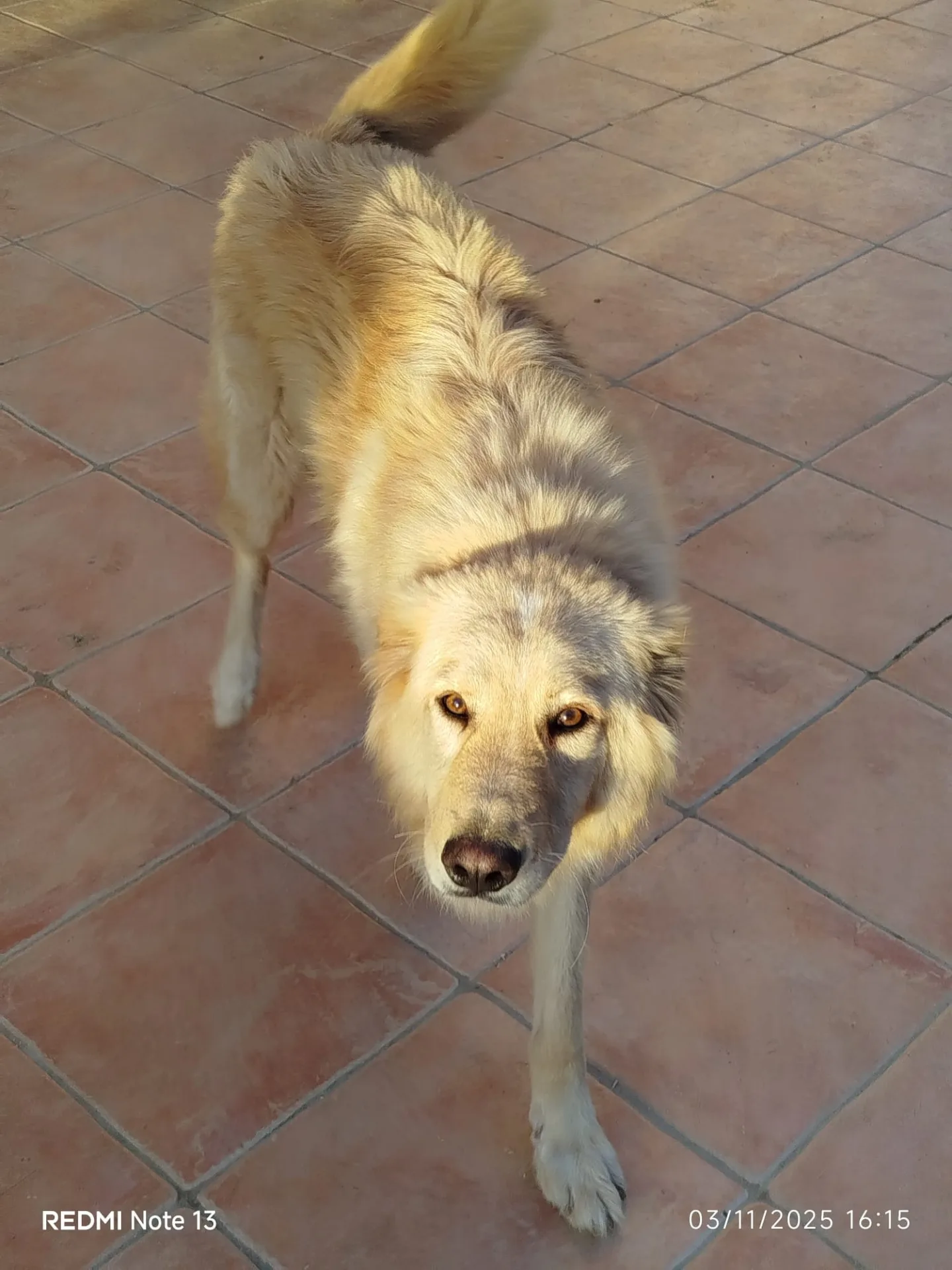 Master, cane meticcio in adozione a Latina - foto 5