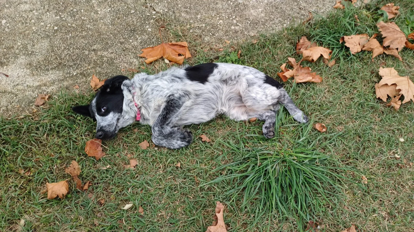 Margot, cane Meticcio in adozione a Caserta - foto 3