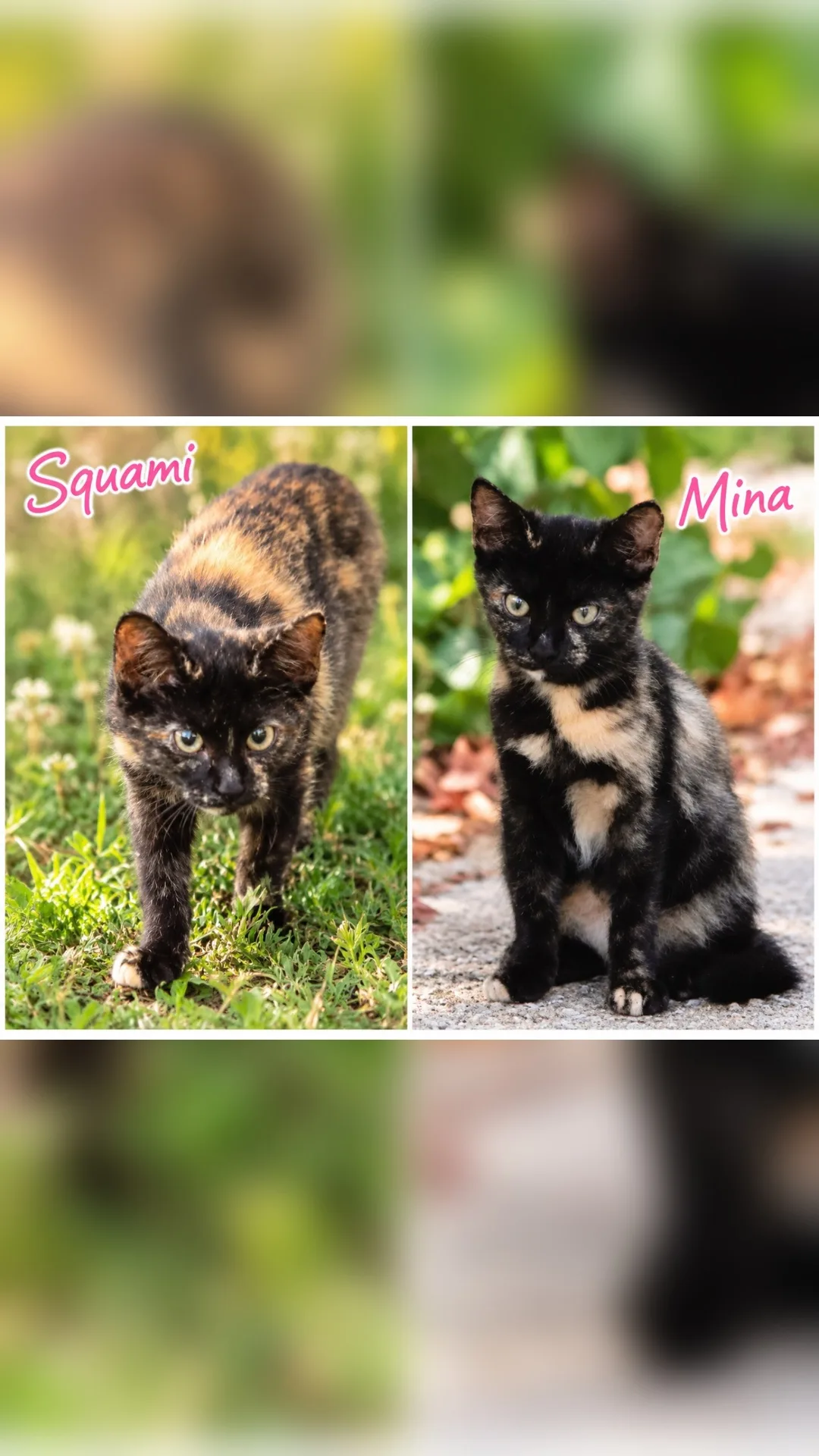 Squami e Mina, gatto Europeo in adozione a Chieti - foto 2