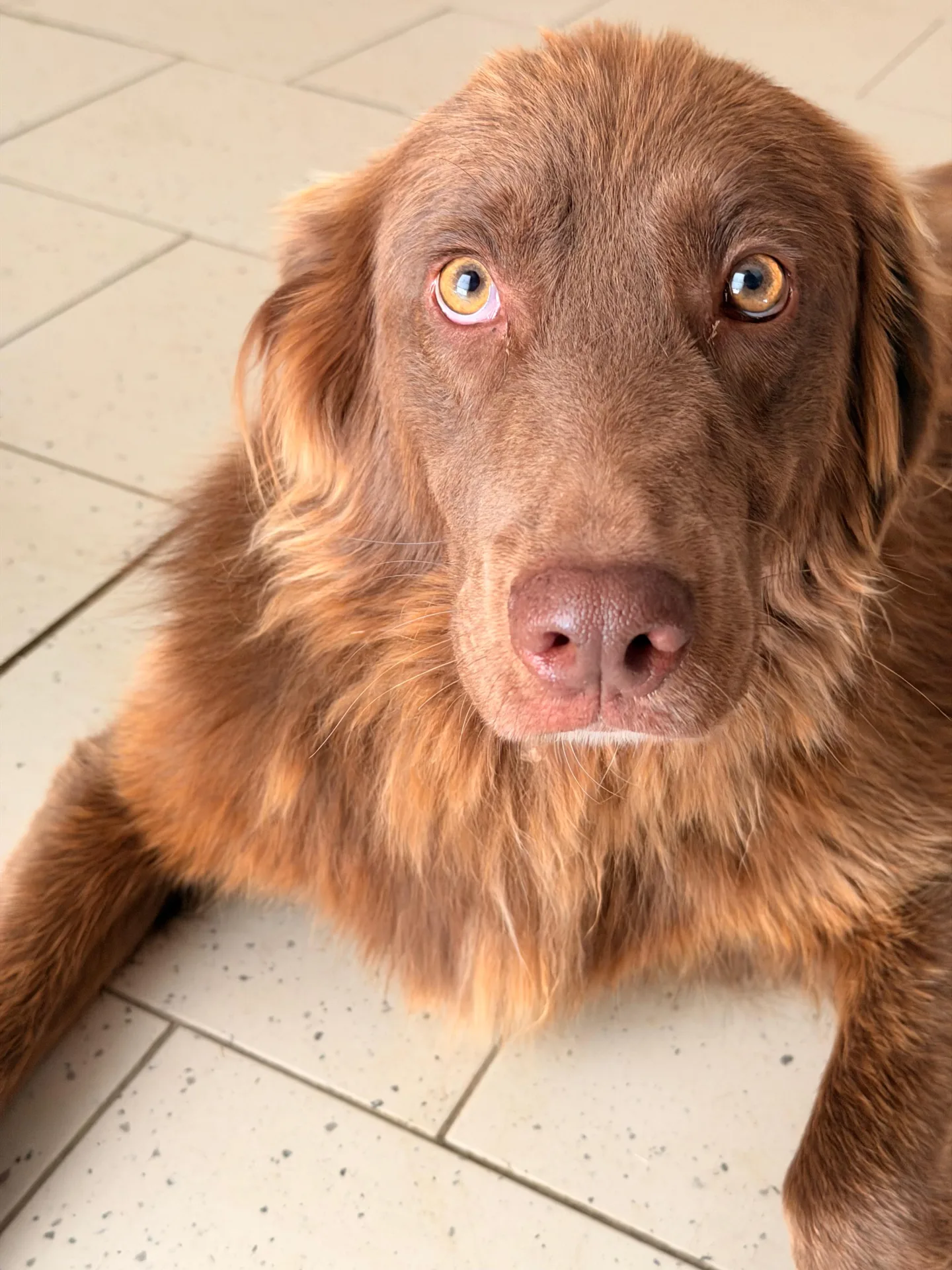 EROS, cane Mix Golden Retriever in adozione a Padova