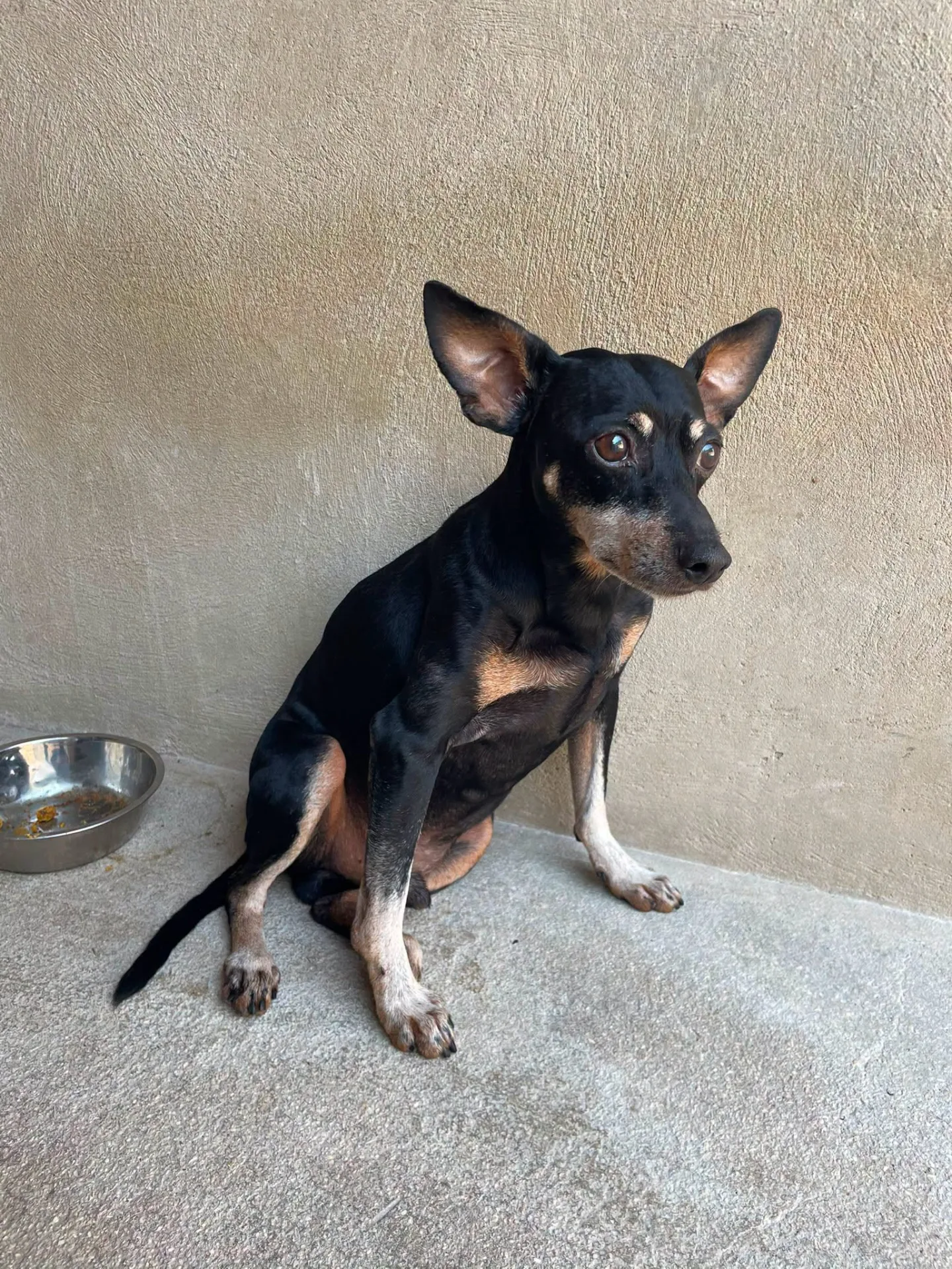 Dodino, cane Pinscher in adozione a Bari - foto 2