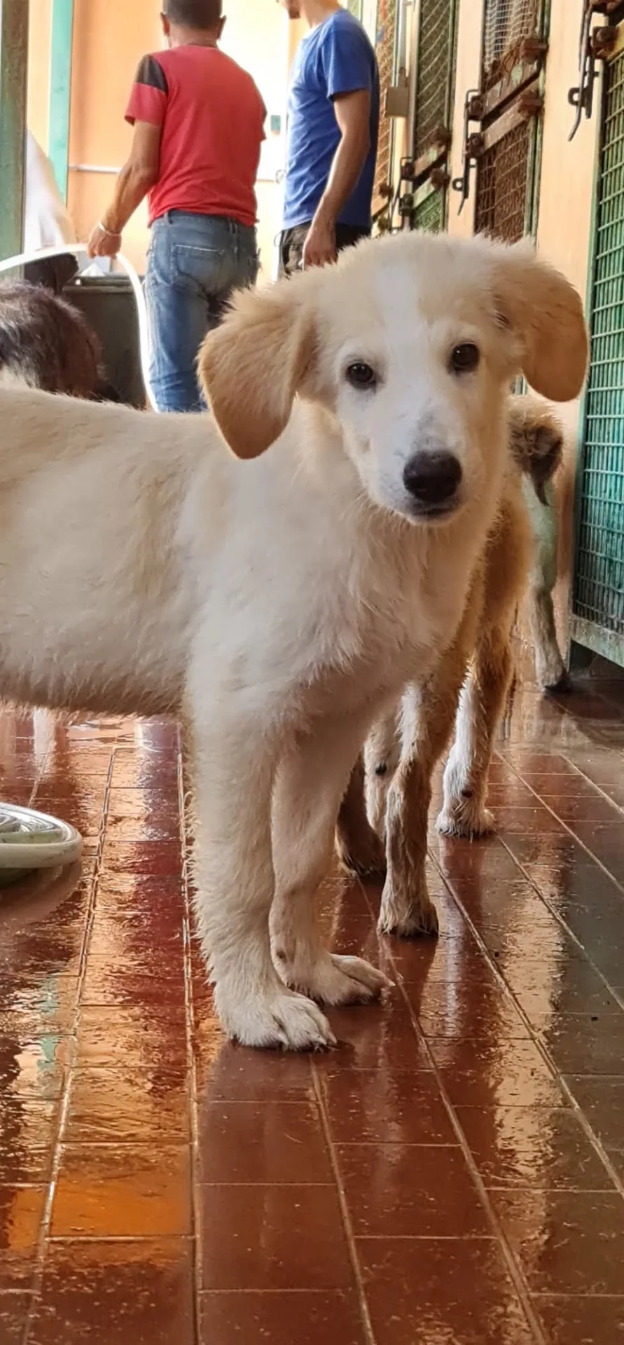 Billy, cane Meticcio in adozione a Trapani - foto 5