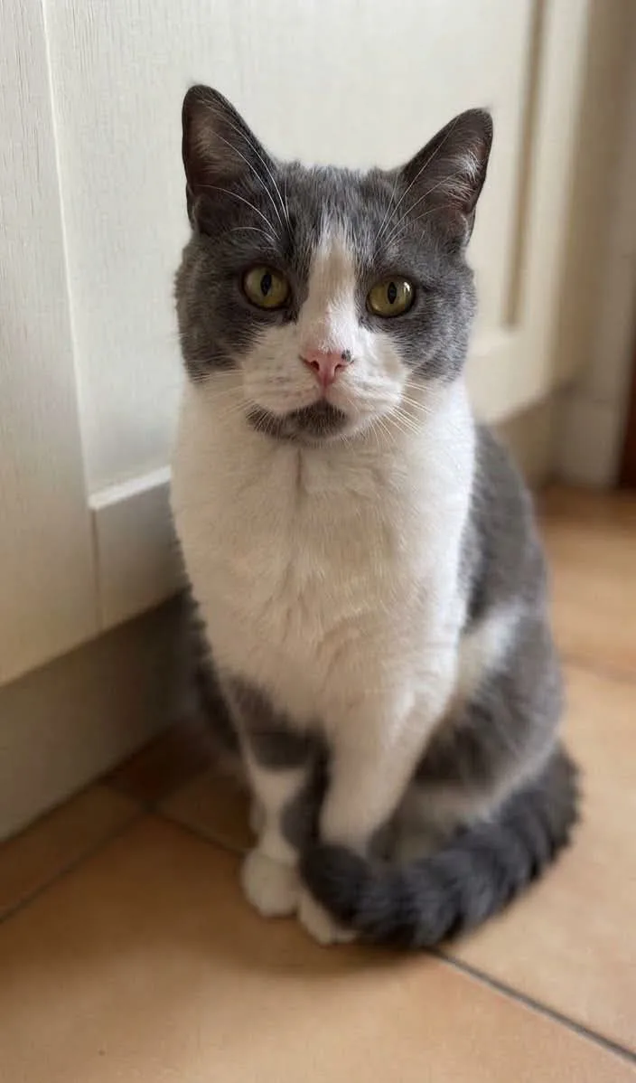 Fenice, gatto Meticcia in adozione a Potenza