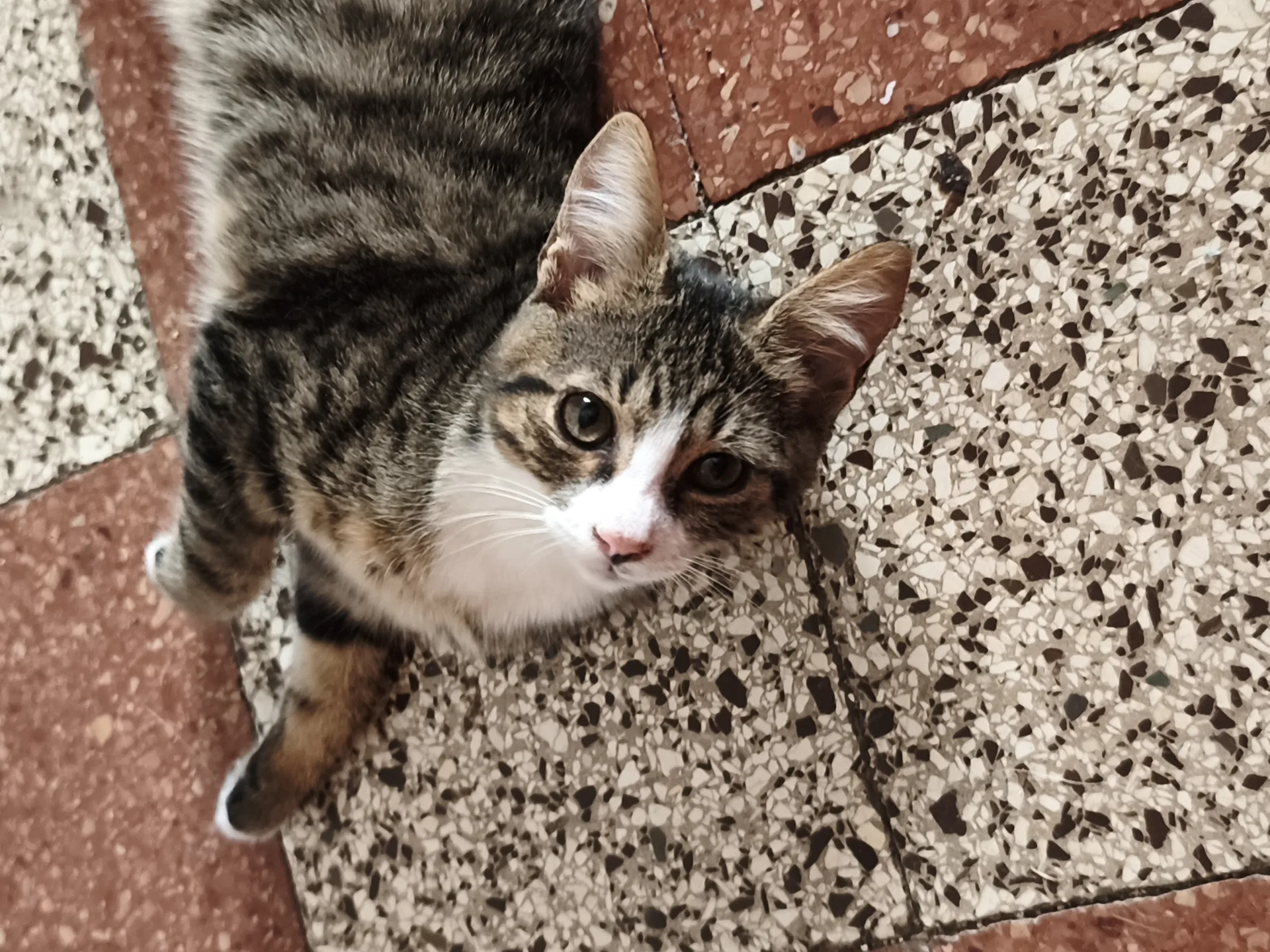 Bon Bon, gatto Europeo in adozione a Latina - foto 1