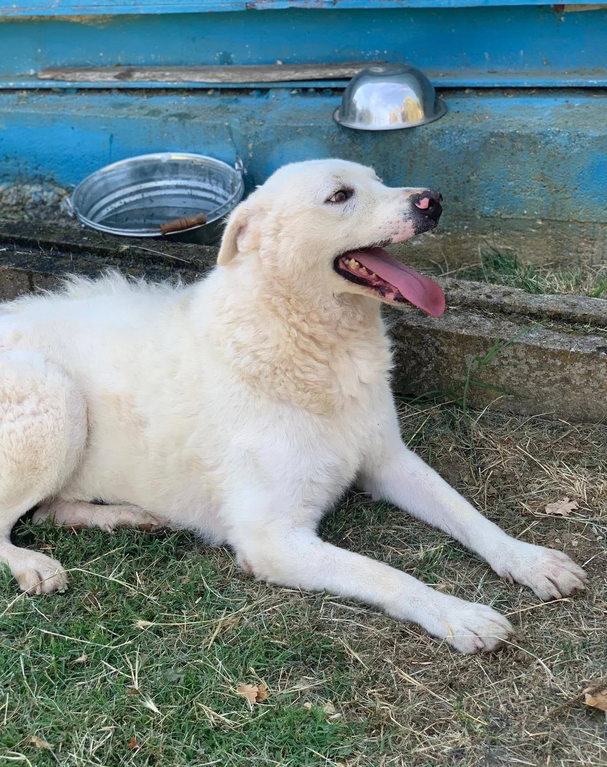 Gustavo, cane meticcio in adozione a Latina - foto 3