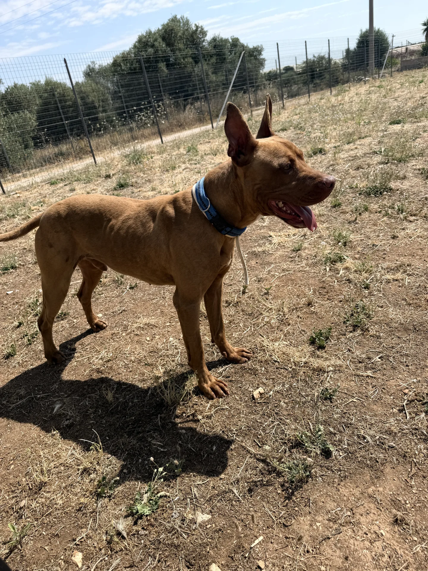 Losko, cane Pitbull in adozione a Bari - foto 5