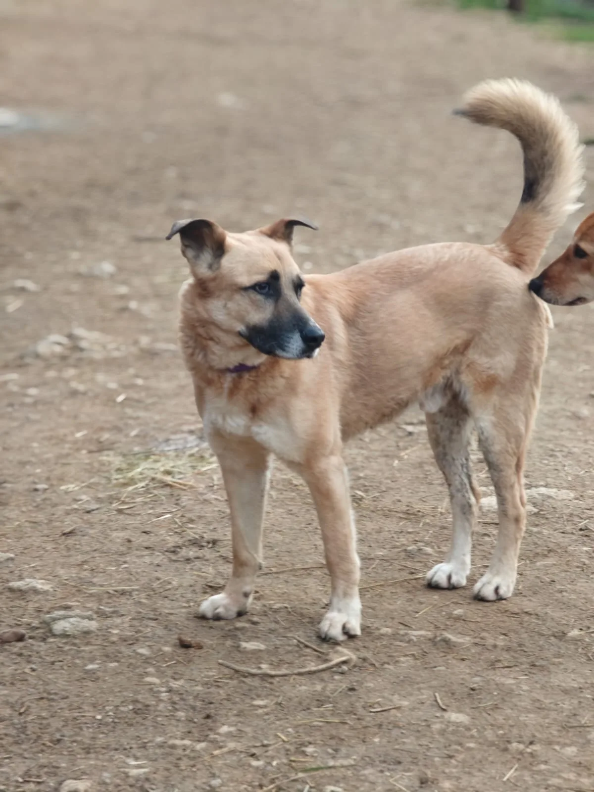 Frank, cane Meticcio simil pastore tedesco in adozione a Brescia - foto 4
