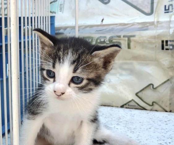 Foto 2 di Zeno, gatto Europeo in adozione